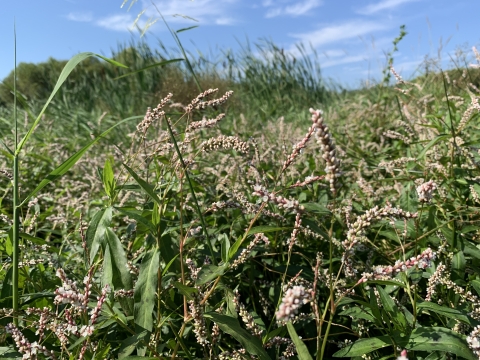 A plant with small-flowered spikes grows densely.