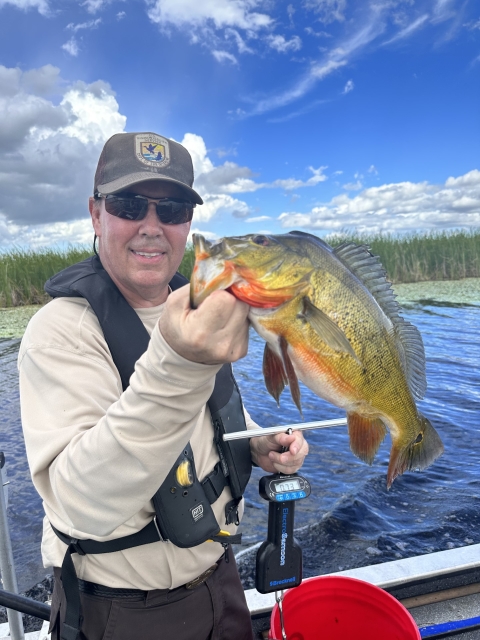 Peacock bass collected at A.R.M. Loxahatchee NWR