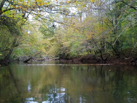 still water in a shallow stream with logs and vegetation over the stream