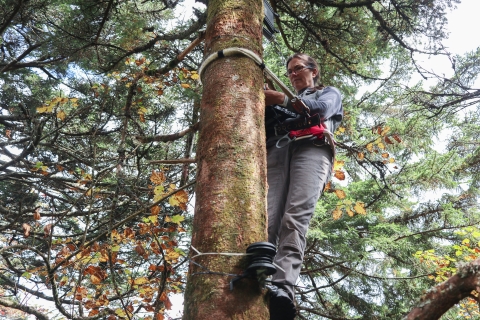 Person roped into a tree