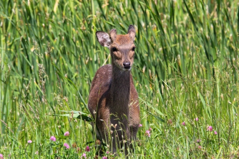 Lone sika deer