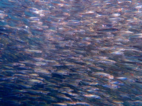 silvery fish in a school