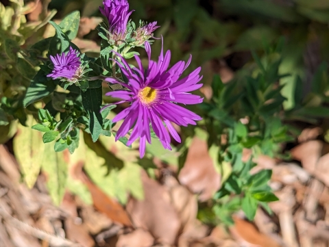 Yellow centered purple flower