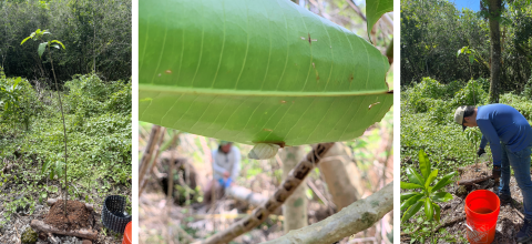 Rare plants and endangered animals protected by Guam NWR staff