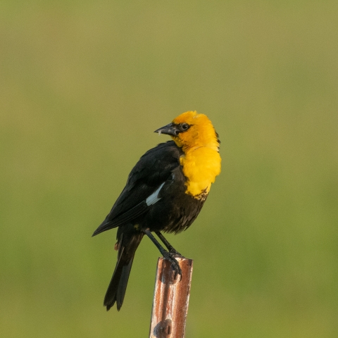 A black bird with yellow breast and head perches on a metal post