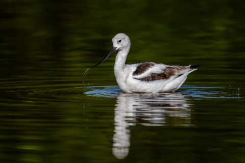 American avocet