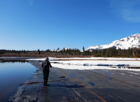 A person walks on top of benthic barriers as they check for damage. The benthic barriers are placed on top of the water in Taylor and Tallac creeks. Snow covers the creek banks.