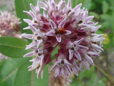 A red and black convergent lady beetle sits on a pink flower.