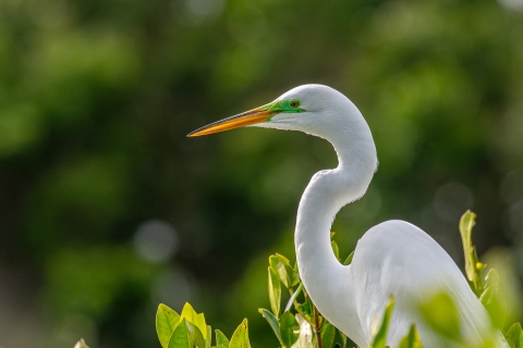 Great egret