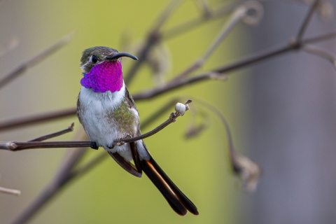 Mexican sheartail