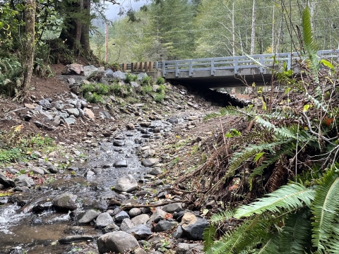 A bridge over a rocky river near ferns and trees