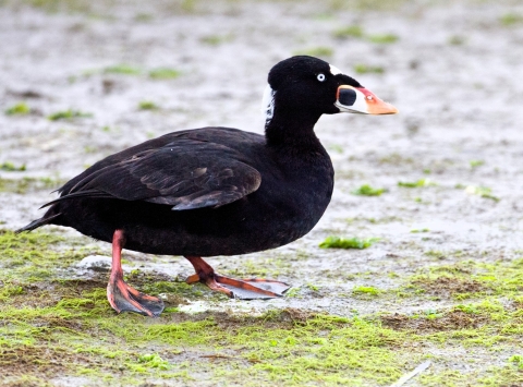 Surf scoter walking on mudflats