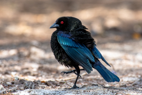 Bronzed cowbird