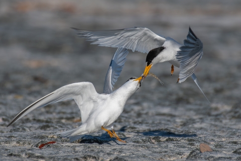 California least terns