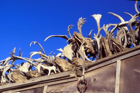 Caribou antlers on a home in Kotzebue, April 2008