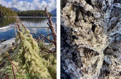 Pacific herring eggs are tiny and stick to submerged vegetation. Evergreen branches covered in eggs on a boat with mountains and trees in the background and a close up of the tiny round eggs