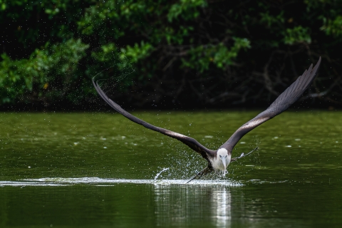 Magnificent frigatebird catching prey in a wetland