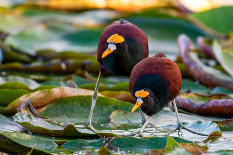 Northern jacana