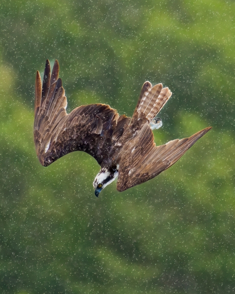 Osprey diving into the water in the rain