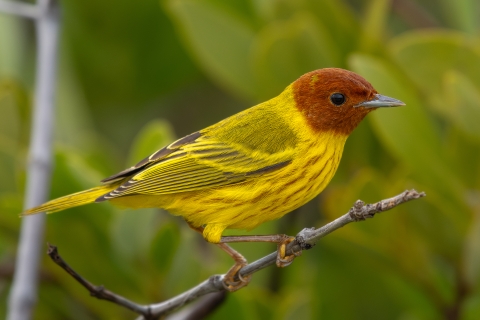 Yellow mangrove warbler