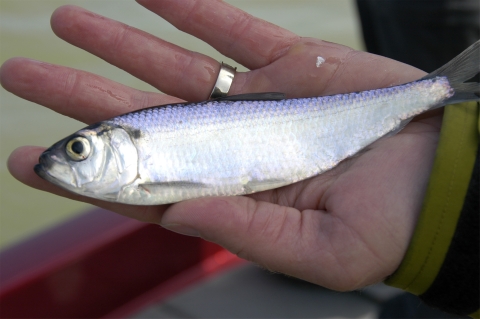 A silvery fish in the palm of a hand