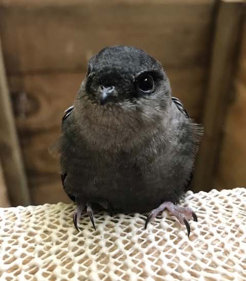 chimney swift