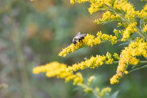 A bumblebee pollinates a golden rod flower.