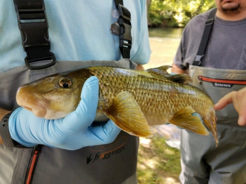 Person holding fish.