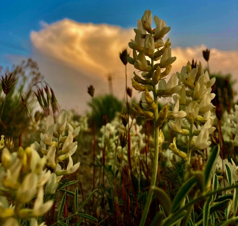 Blooming flowers at Ouray NWR