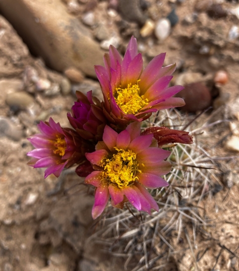 Endangered Uintah Hookless Cactus at Ouray NWR