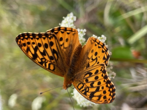 Behren's silverspot butterfly