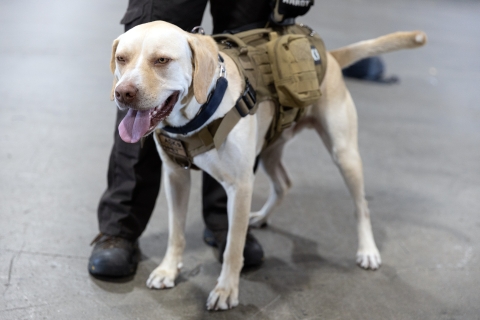 K-9 dog with vest on and tongue out.