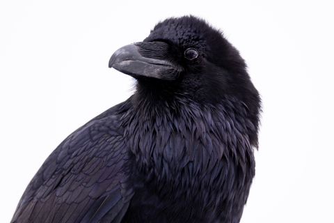 Common raven