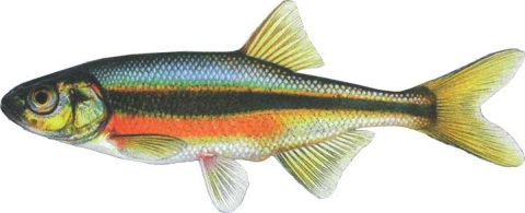 Illustration of a small minnow