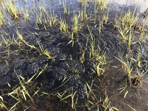 Globs of gelatinous frog eggs float in shallow water interrupted by short young grass shoots