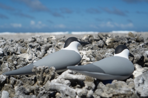 Grey back tern decoys