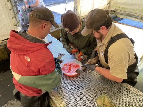 Staff from Erwin NFH stripping eggs from female trout to create triploid eggs. 