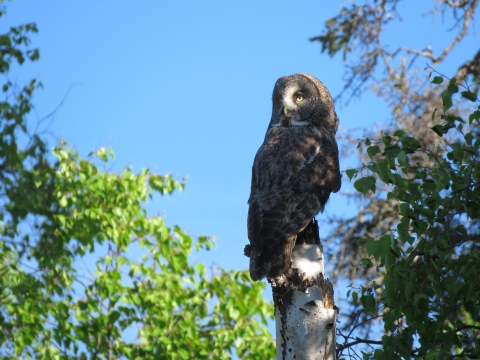 Great gray owl in the forest