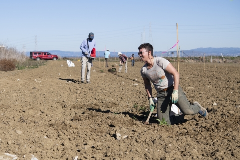 A woman in foreground kneels, trowel in hand, while planting native marsh plants as part of South Bay marsh restoration.