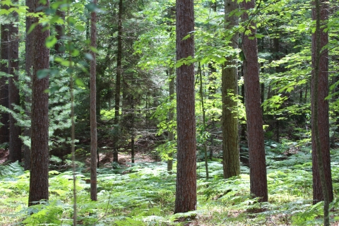 Mixed forest with fern undergrowth