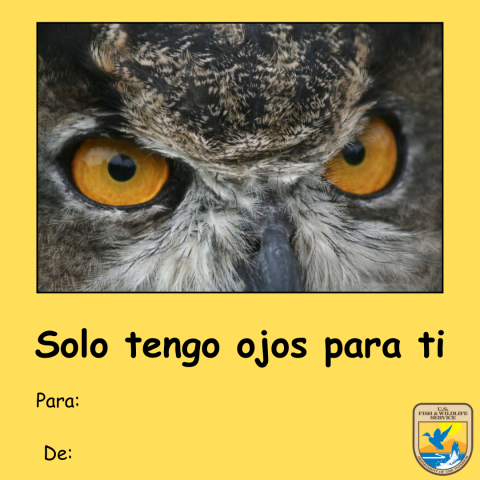 Gráfico de una tarjeta amarilla del Día de San Valentín con una foto de los ojos amarillos de un búho cornudo (Bubo virginianus). Texto debajo que lee “solo tengo ojos para ti” y “para y de.” Logotipo del Servicio para Peces y Vida Silvestre de los Estados Unidos (USFWS) en la esquina inferior derecha. 