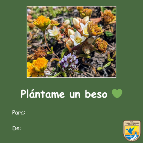 Gráfico de una tarjeta verde del Día de San Valentín con una foto de una dudleya de la Isla Santa Cruz. Texto debajo que lee “plántame un beso” con un emoticón de un corazón verde. Logotipo del Servicio para Peces y Vida Silvestre de los Estados Unidos (USFWS) en la esquina inferior derecha. 