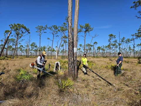 People clearing brush around tree