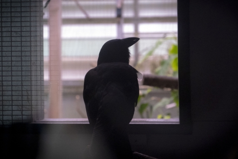 An ʻalalā sits in captive care. It peers out of a window. 