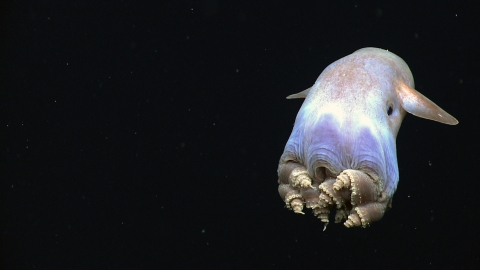 Dumbo octopus swimming at Mariana Trench