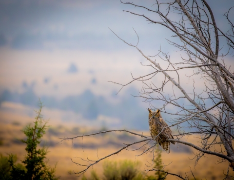 Great horned owl sitting in a tree