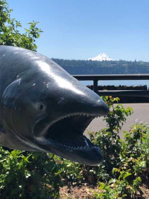 Mt. Hood from the hatchery