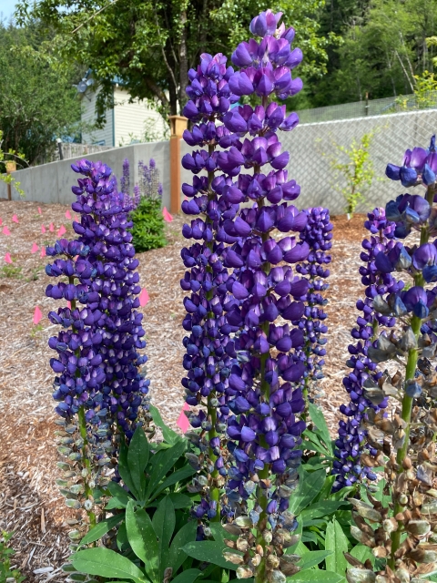 purple flowers