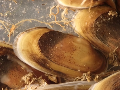 A reef of hatchery reared spectaclecase subadult mussels. Distinct growth lines are apparent on subadults.