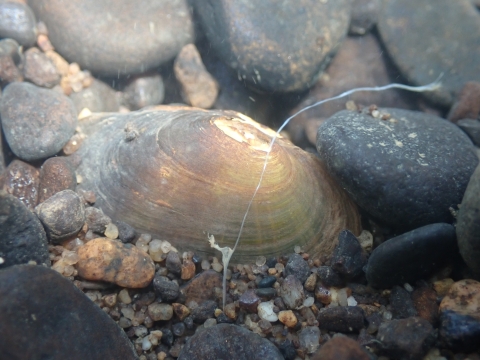 A rayed bean mussel burrows in sand and gravel in the Allegheny River